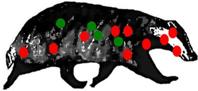 Pathogenesis of Mycobacterium bovis Infection: the Badger Model As a Paradigm for Understanding Tuberculosis in Animals